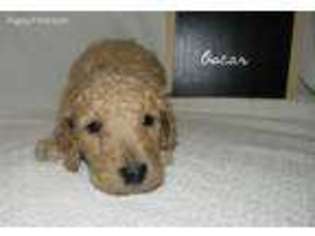 Goldendoodle Puppy for sale in Romulus, NY, USA