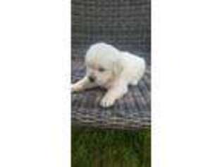 Mutt Puppy for sale in Harrodsburg, KY, USA
