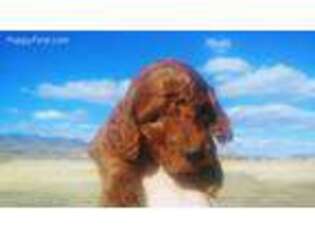 Goldendoodle Puppy for sale in Dayton, NV, USA