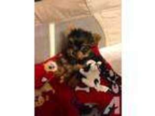 Yorkshire Terrier Puppy for sale in FIELDALE, VA, USA