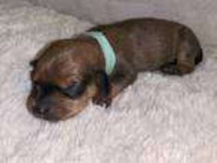 Dachshund Puppy for sale in Winston Salem, NC, USA