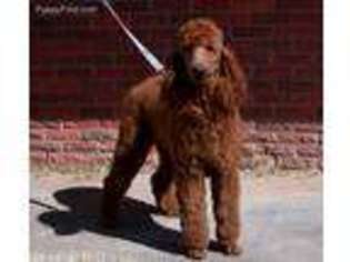 Goldendoodle Puppy for sale in Mclean, TX, USA