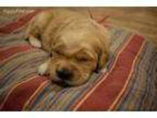 Golden Retriever Puppy for sale in Marshall, VA, USA
