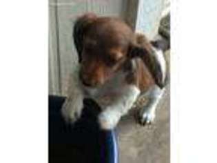 Dachshund Puppy for sale in Columbus, TX, USA