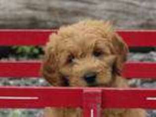 Goldendoodle Puppy for sale in Claremont, NH, USA