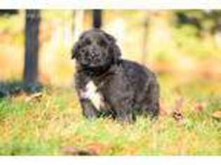 Newfoundland Puppy for sale in Ferrum, VA, USA
