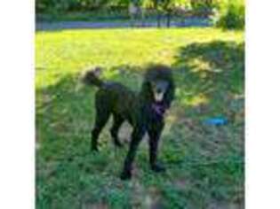 Mutt Puppy for sale in Shermans Dale, PA, USA