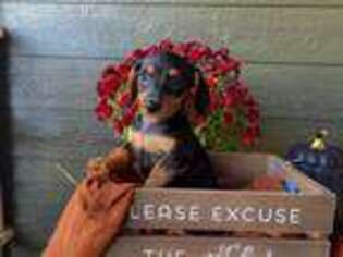 Dachshund Puppy for sale in Newberg, OR, USA