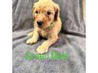 Goldendoodle Puppy for sale in Highlands, TX, USA