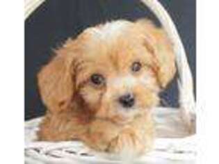 Cavapoo Puppy for sale in Huntsville, AL, USA