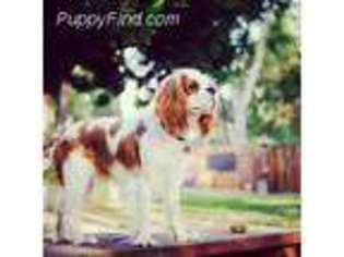 Cavalier King Charles Spaniel Puppy for sale in Tustin, CA, USA