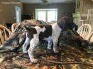 German Shorthaired Pointer Puppy for sale in Zanesville, OH, USA