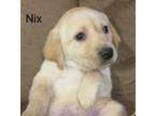 Labrador Retriever Puppy for sale in Muncy, PA, USA