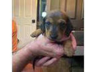 Dachshund Puppy for sale in Las Vegas, NV, USA