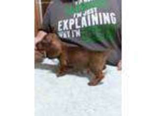 Dachshund Puppy for sale in Penn Run, PA, USA