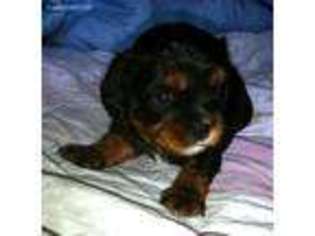 Cavalier King Charles Spaniel Puppy for sale in Port Saint Lucie, FL, USA
