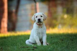 Labrador Retriever Puppy for sale in Phoenix, AZ, USA