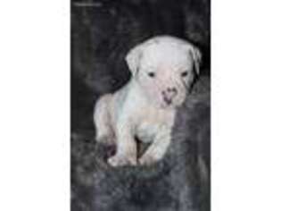 American Bulldog Puppy for sale in Picayune, MS, USA