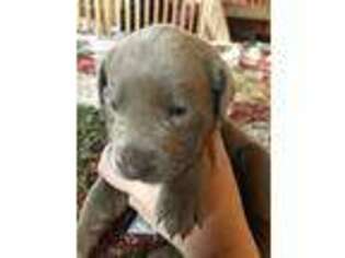 Labrador Retriever Puppy for sale in Gays Mills, WI, USA