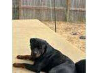 Rottweiler Puppy for sale in Crestview, FL, USA