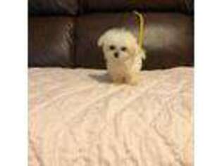 Bichon Frise Puppy for sale in Adolphus, KY, USA