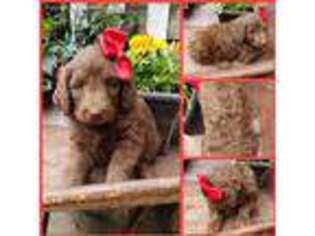 Labradoodle Puppy for sale in Huntington, AR, USA