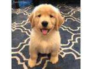 Golden Retriever Puppy for sale in Orland Park, IL, USA
