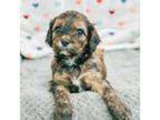 Cavapoo Puppy for sale in Lake Lillian, MN, USA