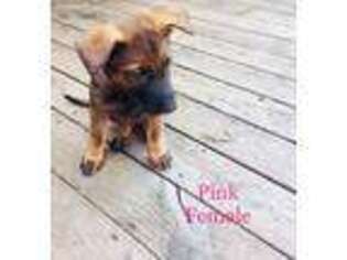German Shepherd Dog Puppy for sale in Westminster, CO, USA