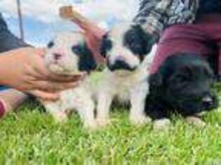 Portuguese Water Dog Puppy for sale in Rexburg, ID, USA