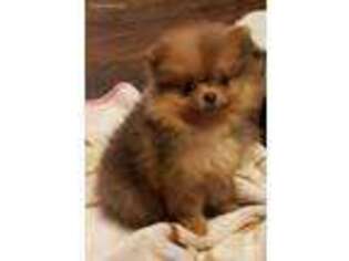 Pomeranian Puppy for sale in Tenino, WA, USA