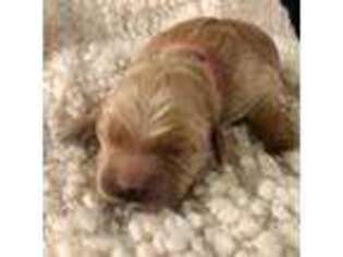 Golden Retriever Puppy for sale in Laurel Hill, FL, USA