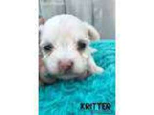 Maltese Puppy for sale in Grand Bay, AL, USA