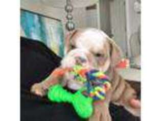 Bulldog Puppy for sale in Suwanee, GA, USA