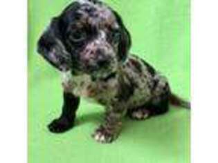 Dachshund Puppy for sale in Grovetown, GA, USA