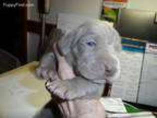 Weimaraner Puppy for sale in La Plata, MD, USA