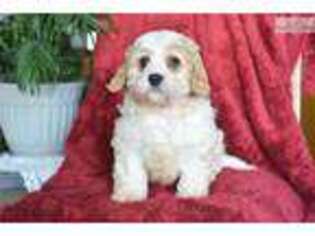 Cavachon Puppy for sale in Cleveland, OH, USA