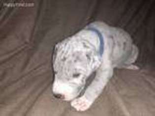 Great Dane Puppy for sale in Smithland, KY, USA