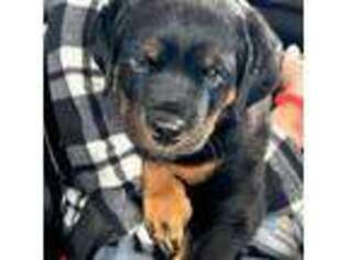 Rottweiler Puppy for sale in Rexburg, ID, USA