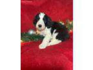 Saint Berdoodle Puppy for sale in Morse Bluff, NE, USA
