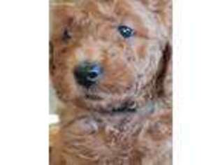 Goldendoodle Puppy for sale in Watertown, MN, USA
