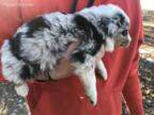 Australian Shepherd Puppy for sale in Fair Grove, MO, USA