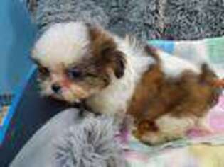 Mutt Puppy for sale in Anna, IL, USA