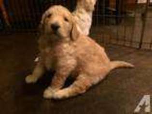 Goldendoodle Puppy for sale in RIDGEFIELD, WA, USA