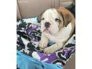 Bulldog Puppy for sale in Sellersburg, IN, USA
