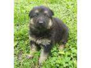 German Shepherd Dog Puppy for sale in Marshall, AR, USA