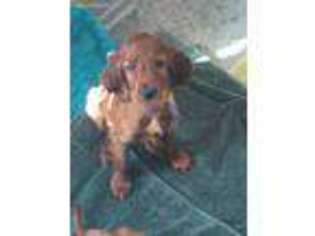 Irish Setter Puppy for sale in Lebanon, CT, USA