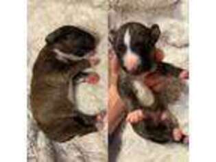 Bull Terrier Puppy for sale in Lebanon, OH, USA
