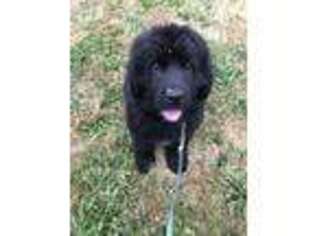 Newfoundland Puppy for sale in Eugene, OR, USA