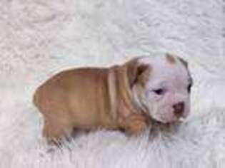 Bulldog Puppy for sale in Santa Fe, TX, USA
